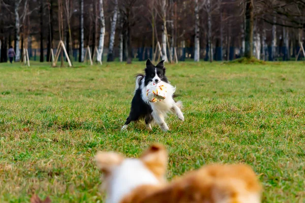 Border Collie Harmonisk Relation Med Hunden Utbildning Hundar Leka Med — Stockfoto