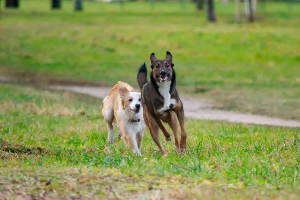 Perbatasan Collie Hubungan Yang Harmonis Dengan Anjing Pendidikan Dan Pelatihan — Stok Foto