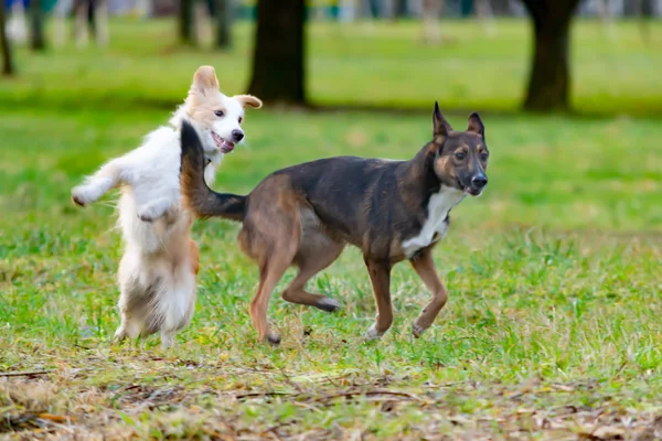 ボーダーコリー 犬との共生 犬を相互にプレイします 積極的な行動の修正 野外を歩いています — ストック写真