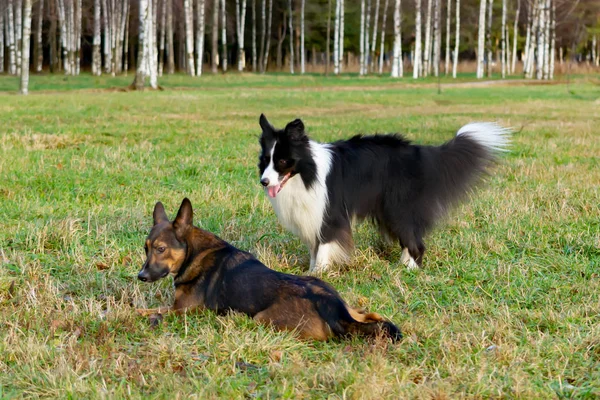 Пограничный Колли Гармоничные Отношения Собакой Образование Обучение Собаки Играют Друг — стоковое фото