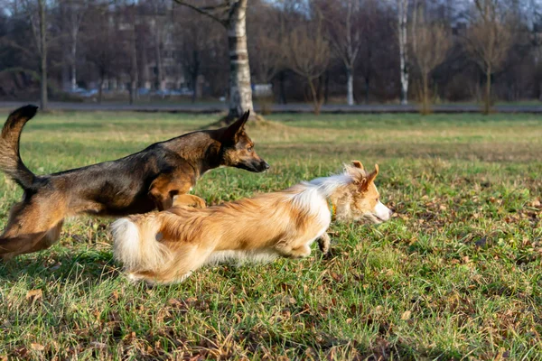 Border Collie Harmonisk Relation Med Hunden Utbildning Hundar Leka Med — Stockfoto