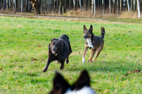 Junge Energische Mischlingshündin Harmonische Beziehung Zum Hund Erziehung Und Training — Stockfoto