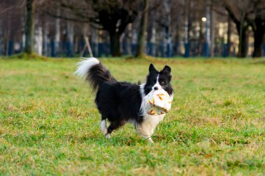 Kenar kömür ocağı. Köpek ile uyumlu ilişki: eğitim ve öğretim. Köpekler birbirleriyle oynamak. Sonbaharda açık havada yürüyüş.