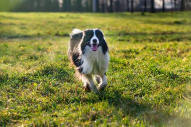 Kenar kömür ocağı. Köpek ile uyumlu ilişki: eğitim ve öğretim. Köpekler birbirleriyle oynamak. Sonbaharda açık havada yürüyüş.