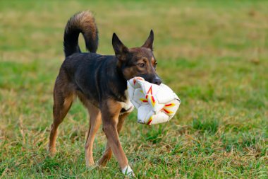 Genç enerjik melez köpek. Köpek ile uyumlu ilişki: eğitim ve öğretim. Köpekler birbirleriyle oynamak. Sonbaharda açık havada yürüyüş.