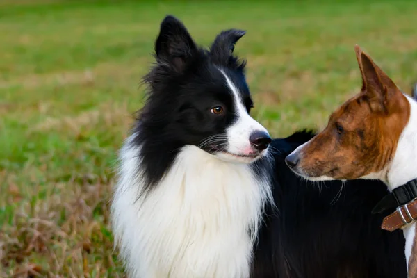 Border collie and basenji. Harmonious relationship with the dog: education and training. Dogs play with each other. Correction of aggressive behavior. Walking outdoors in the autumn.