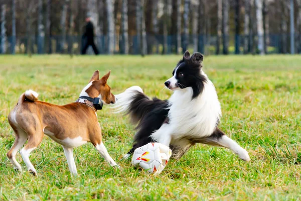 Border collie and basenji. Harmonious relationship with the dog: education and training. Dogs play with each other. Correction of aggressive behavior. Walking outdoors in the autumn.