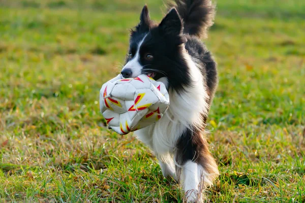 Border Collie Harmonijny Związek Psem Edukacja Szkolenia Psy Grać Sobą — Zdjęcie stockowe