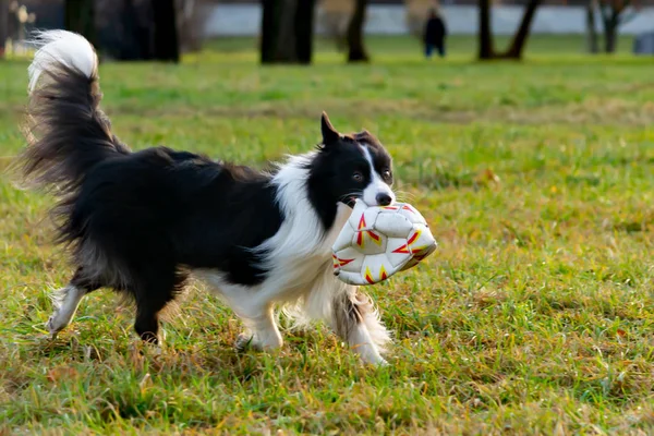 Κόλλεϊ Συνόρων Αρμονική Σχέση Σκύλο Εκπαίδευση Και Κατάρτιση Σκύλοι Παίζω — Φωτογραφία Αρχείου