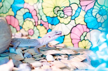 Leopar Gecko (Eublepharis macularius). İnsan çevre egzotik hayvanlarda. Böcekler tarafından beslenme sürüngen