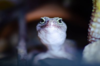 Leopar Gecko (Eublepharis macularius). İnsan çevre egzotik hayvanlarda. Böcekler tarafından beslenme sürüngen