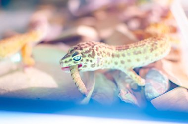 Leopar Gecko (Eublepharis macularius). İnsan çevre egzotik hayvanlarda. Böcekler tarafından beslenme sürüngen