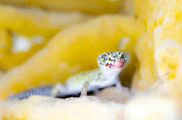 Leopard Gecko ( Eublepharis macularius ). Exotic animals in the human environment. Reptile feeding by insects