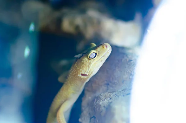 Leopardo Gecko Eublepharis Macularius Animais Exóticos Ambiente Humano Alimentação Répteis — Fotografia de Stock