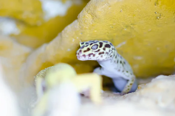 Leopardo Gecko Eublepharis Macularius Animais Exóticos Ambiente Humano Alimentação Répteis — Fotografia de Stock