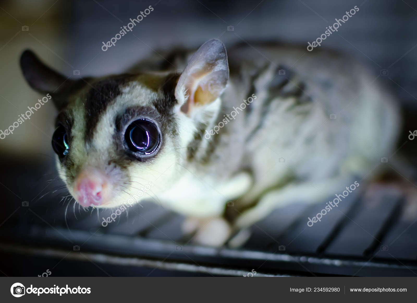 sugar glider gray