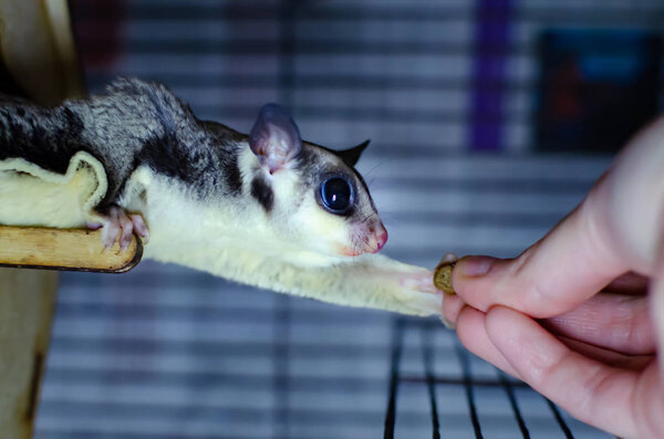 Серый сахарный планер. Petaurus breviceps arboreal sliding possum. Экзотические животные в человеческой среде. Вымирающие виды в неволе
.