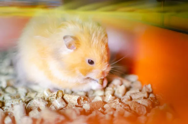 Red Hamster Cage Rodent Care Home — Stock Photo, Image