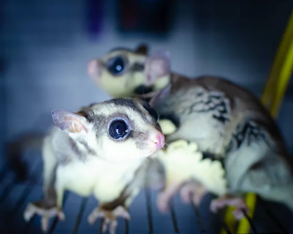 Серый Сахарный Планер Petaurus Breviceps Arboreal Sliding Possum Экзотические Животные — стоковое фото