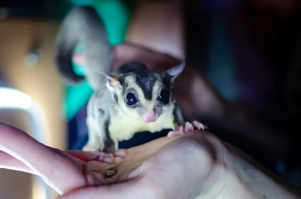 Gray Sugar Glider Petaurus Breviceps Arboreal Gliding Possum Exotic Animals — Stock Photo, Image