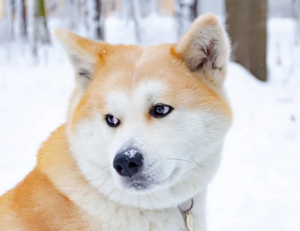 에너지 아키타 강아지 강아지와 작용입니다 겨울에 야외에서 저체온증에서 당신의 동물을 — 스톡 사진