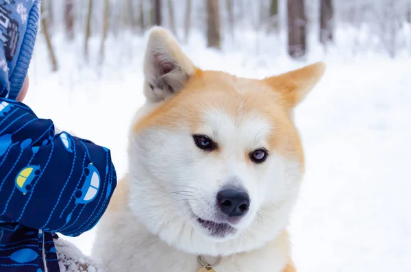 에너지 아키타 강아지 강아지와 작용입니다 겨울에 야외에서 저체온증에서 당신의 동물을 — 스톡 사진