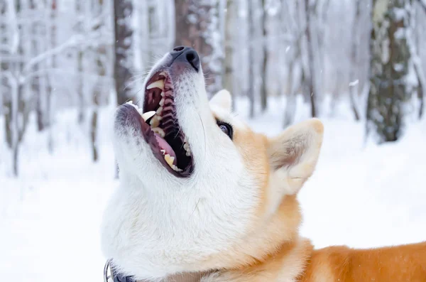 Young Energetic Akita Dog Walk Walking Outdoors Winter How Protect — Stock Photo, Image