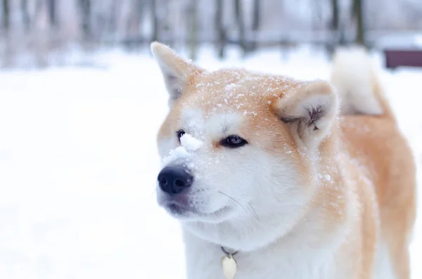 Young Energetic Akita Dog Walk Walking Outdoors Winter How Protect — Stock Photo, Image