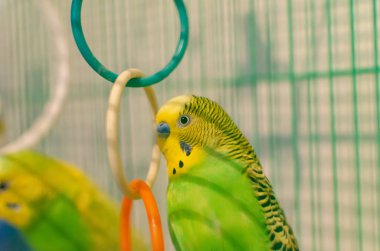 Dalgalı papağan bir kafeste. Ev yetiştirme ve bakım tropikal kuşlar için