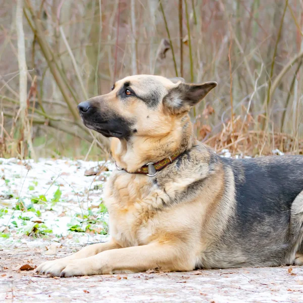 East European Shepherd Young Energetic Scared Dog Walks Forest Harmonious — Stock Photo, Image