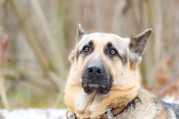 East Europejskiej Shepherd Młody Energiczny Przestraszony Pies Spacery Lesie Harmonijny — Zdjęcie stockowe