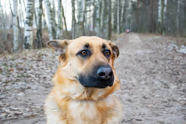Pastor Europa Oriental Jovem Cão Assustado Enérgico Caminha Floresta Relação — Fotografia de Stock