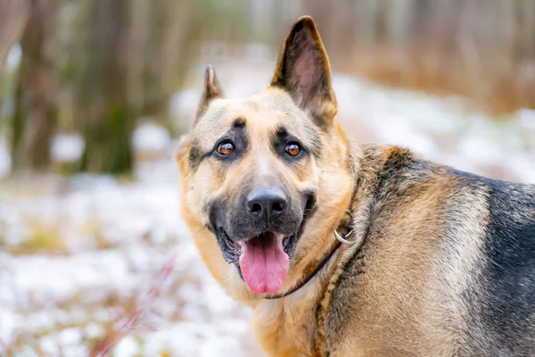 Pastor Europa Del Este Joven Perro Enérgico Asustado Pasea Por — Foto de Stock