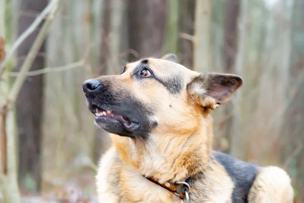 Doğu Avrupa Çoban Genç Enerjik Köpek Orman Yürüyüşleri Korkuttu Köpek — Stok fotoğraf