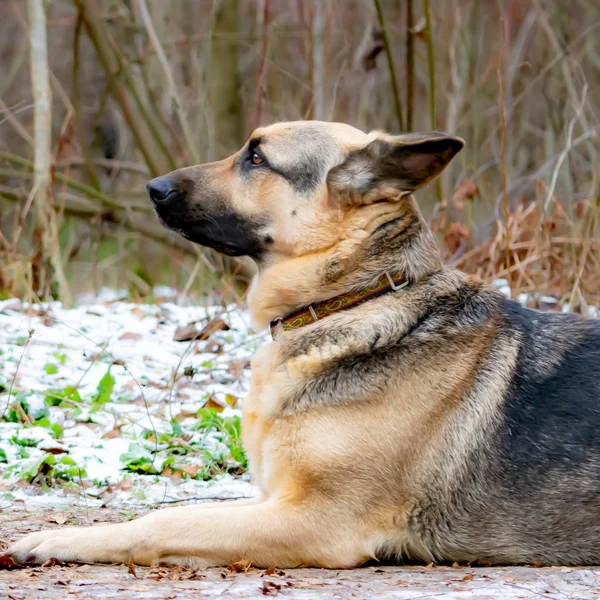 Østeuropeisk Gjeter Ung Energisk Redd Hund Går Rundt Skogen Harmonisk – stockfoto
