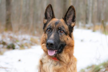 Alman çoban köpeği. Genç enerjik köpek Ormanda yürür.