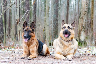 Doğu Avrupa çoban. Genç enerjik köpek Ormanda yürür.