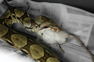Boa constrictor eating a rat. Exotic animals in the human environment. Snake feeding by rodents clipart