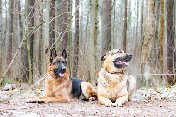 East European Shepherd and German Shepherd. Young energetic dogs walk in the forest.