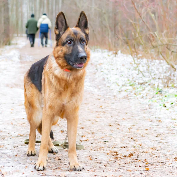 Berger Allemand Jeunes Promenades Énergiques Pour Chiens Dans Forêt — Photo