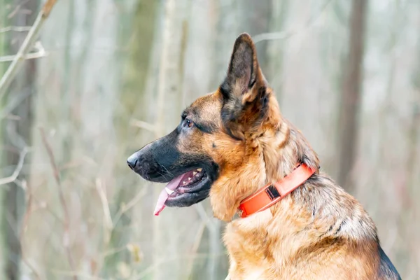 Alman Çoban Köpeği Genç Enerjik Köpek Ormanda Yürür — Stok fotoğraf