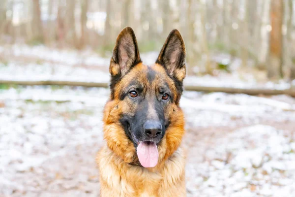 Alman Çoban Köpeği Genç Enerjik Köpek Ormanda Yürür — Stok fotoğraf