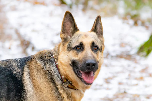 Berger Europe Est Jeunes Promenades Énergiques Pour Chiens Dans Forêt — Photo