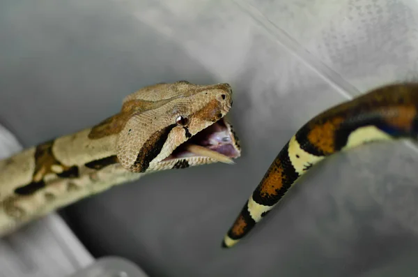 Boa Constritor Comer Rato Animais Exóticos Ambiente Humano Alimentação Serpentes — Fotografia de Stock