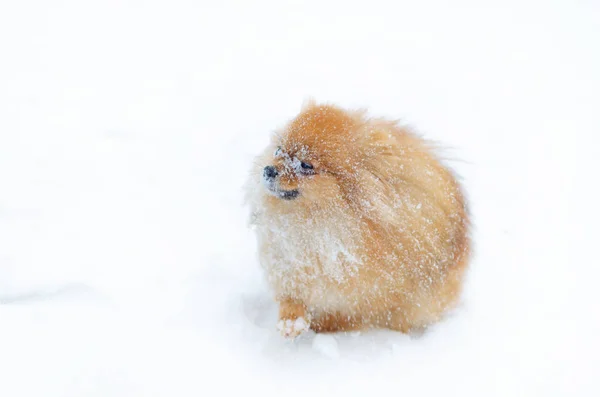 Valp Pomeranian Spitz Vinter Promenad Parken Hur Till Skydda Din — Stockfoto