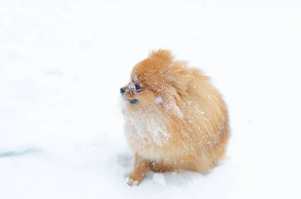 Щенок Pomeranian Spitz Зимней Прогулке Парке Защитить Вашего Питомца Гипотермии — стоковое фото