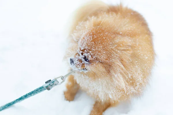 Puppy Pomeranian Spitz Winter Walk Park How Protect Your Pet — Stock Photo, Image