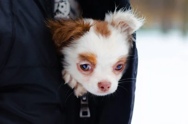 Cucciolo Chihuahua Una Passeggiata Invernale Nel Parco Come Proteggere Tuo — Foto Stock