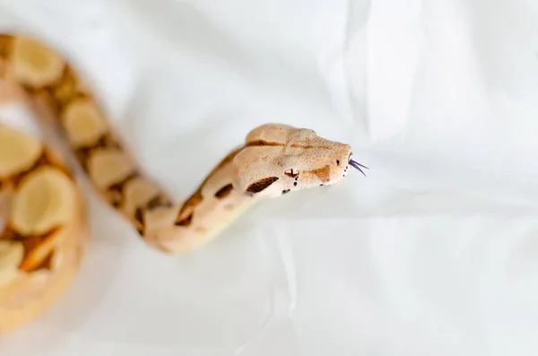 ボアは大将軍のサーモン 人間の環境でエキゾチックな動物 白い背景で隔離のヘビ — ストック写真