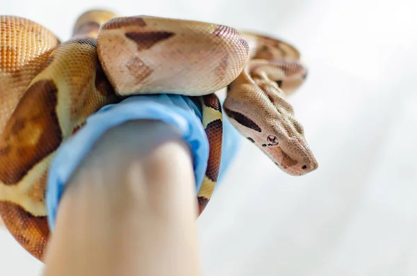 Salmão Imperator Boa Constritor Animais Exóticos Ambiente Humano Serpente Isolada — Fotografia de Stock